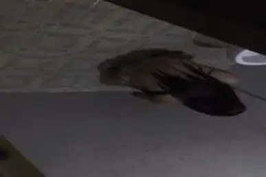 Dokumentasi Gadis Cantik Live Kasur Mandi